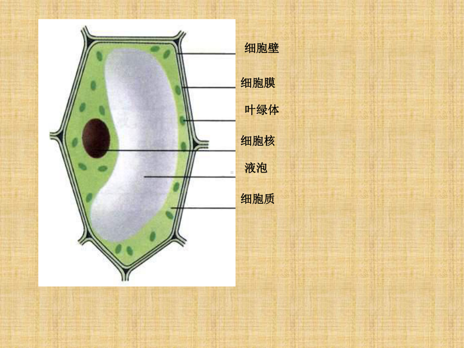 苏科版生物七下《细胞的分裂和分化》ppt课件.ppt_第2页