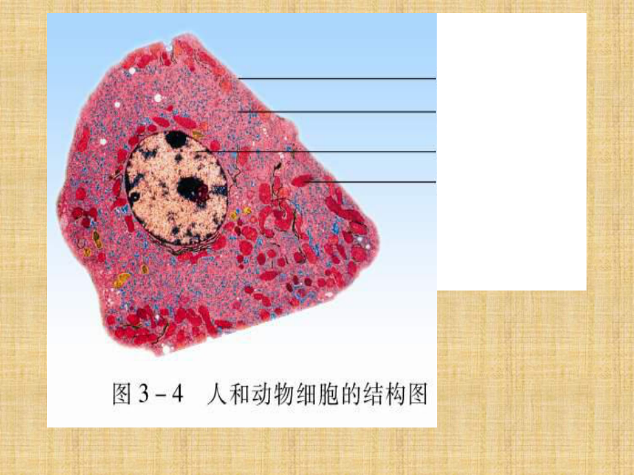 苏科版生物七下《细胞的分裂和分化》ppt课件.ppt_第3页