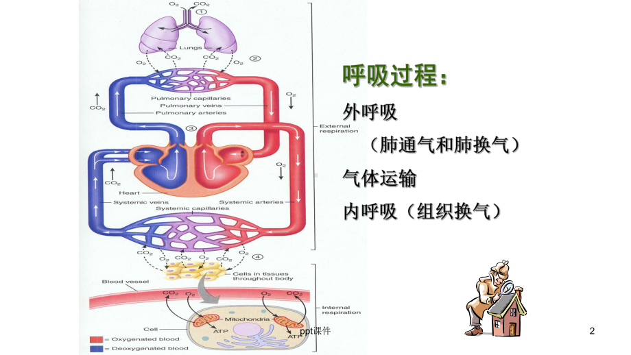 肺的生理功能-ppt课件.pptx_第2页