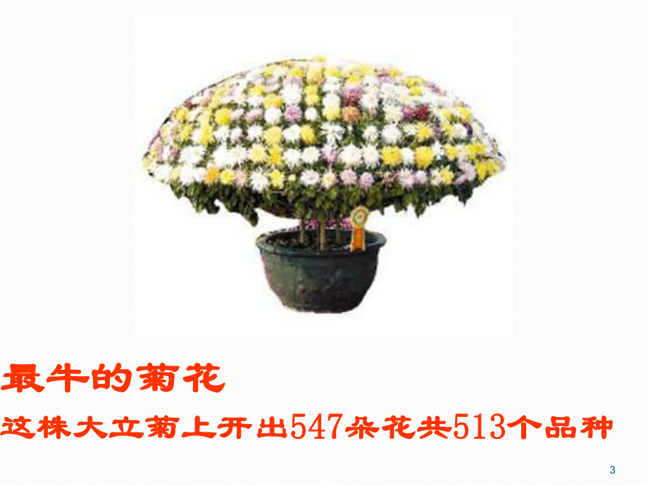 植物的无性生殖ppt课件.ppt_第3页