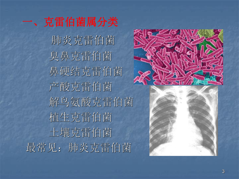 克雷伯菌属ppt课件.ppt_第3页