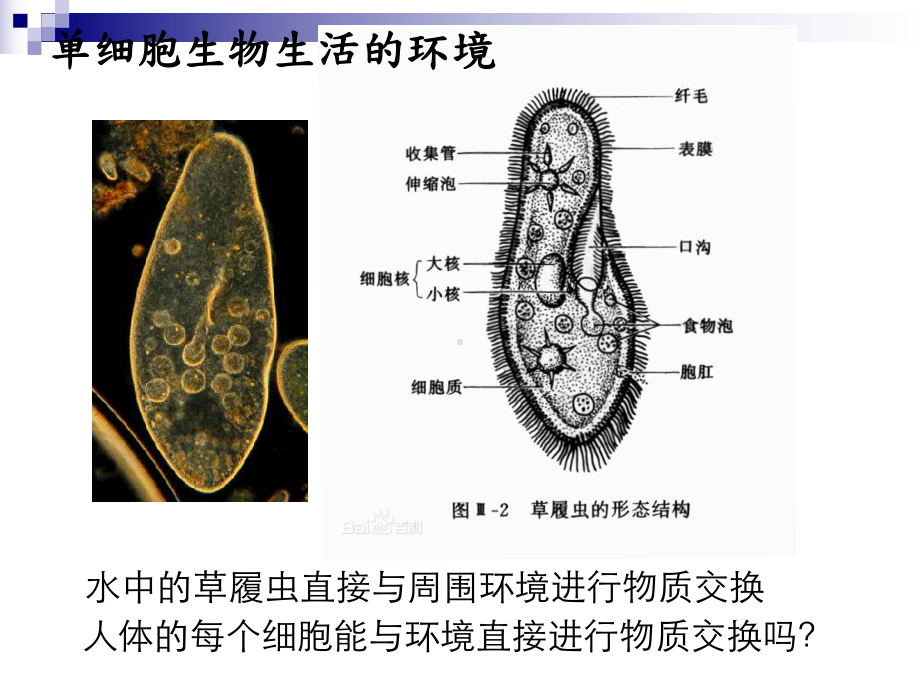 细胞生活的环境PPT课件.ppt_第3页