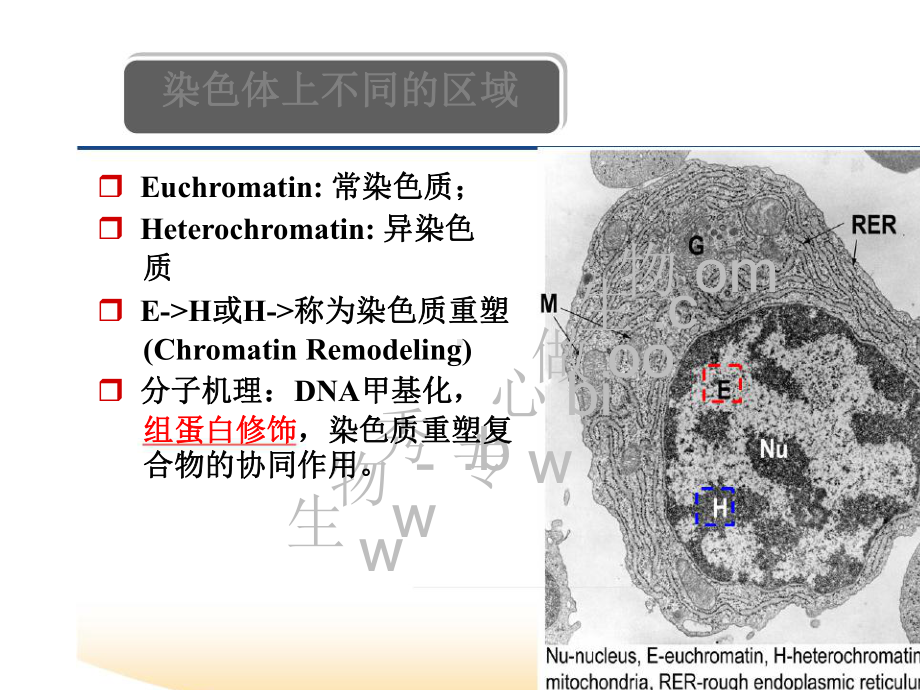 表观遗传学-第三章-组蛋白修饰-ppt课件.ppt_第3页