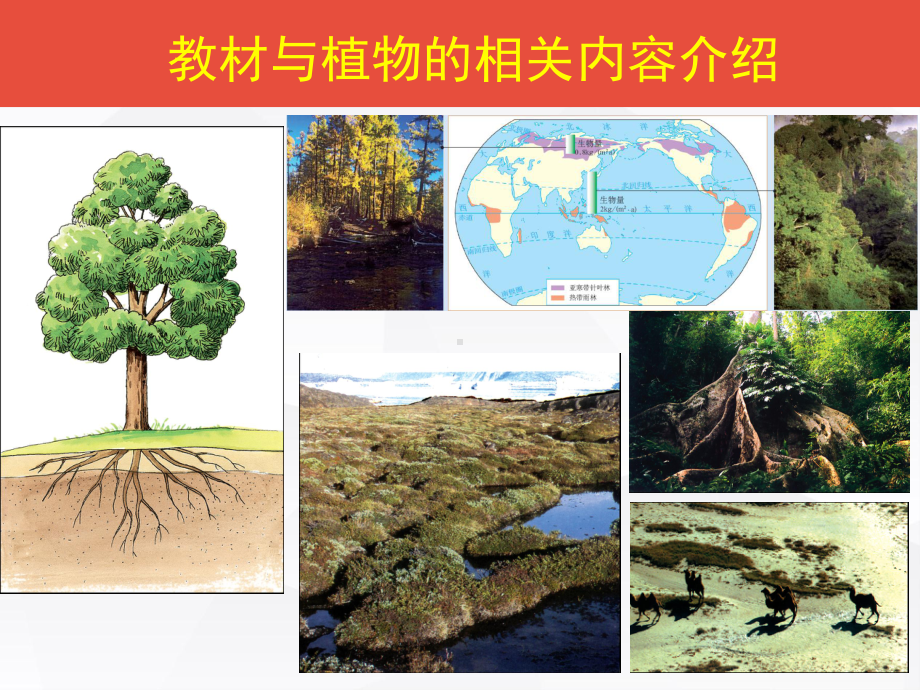 地理二轮备考讲稿植被与自然环境定稿-ppt课件.ppt_第2页