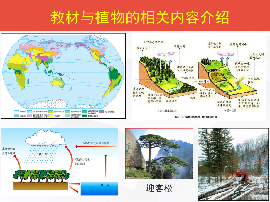 地理二轮备考讲稿植被与自然环境定稿-ppt课件.ppt_第3页