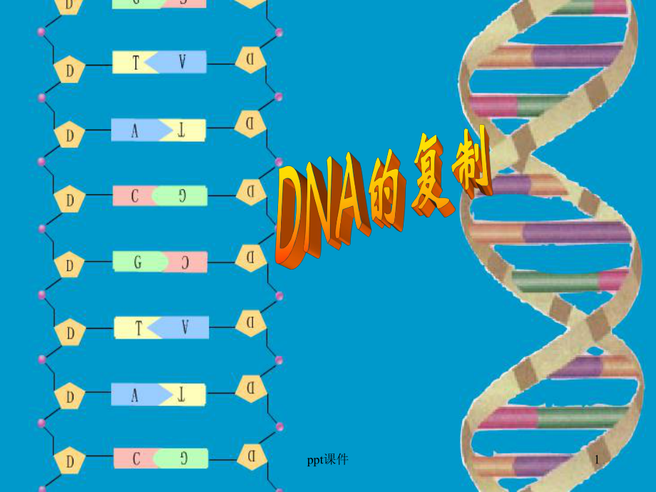 DNA的半保留复制-ppt课件.ppt_第1页