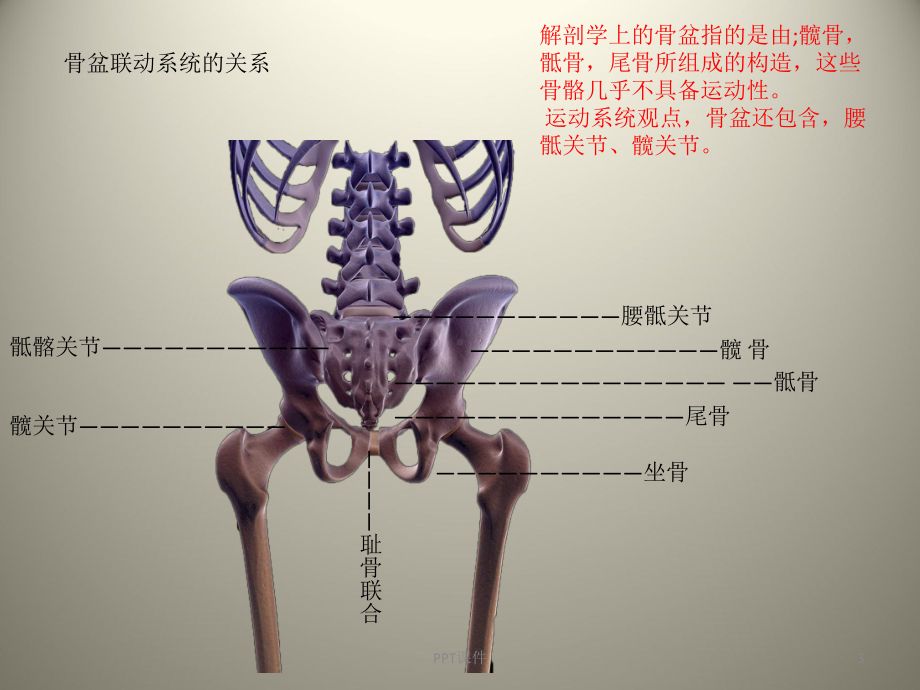 徒手塑骨缩阴骨盆修复术-ppt课件.ppt_第3页