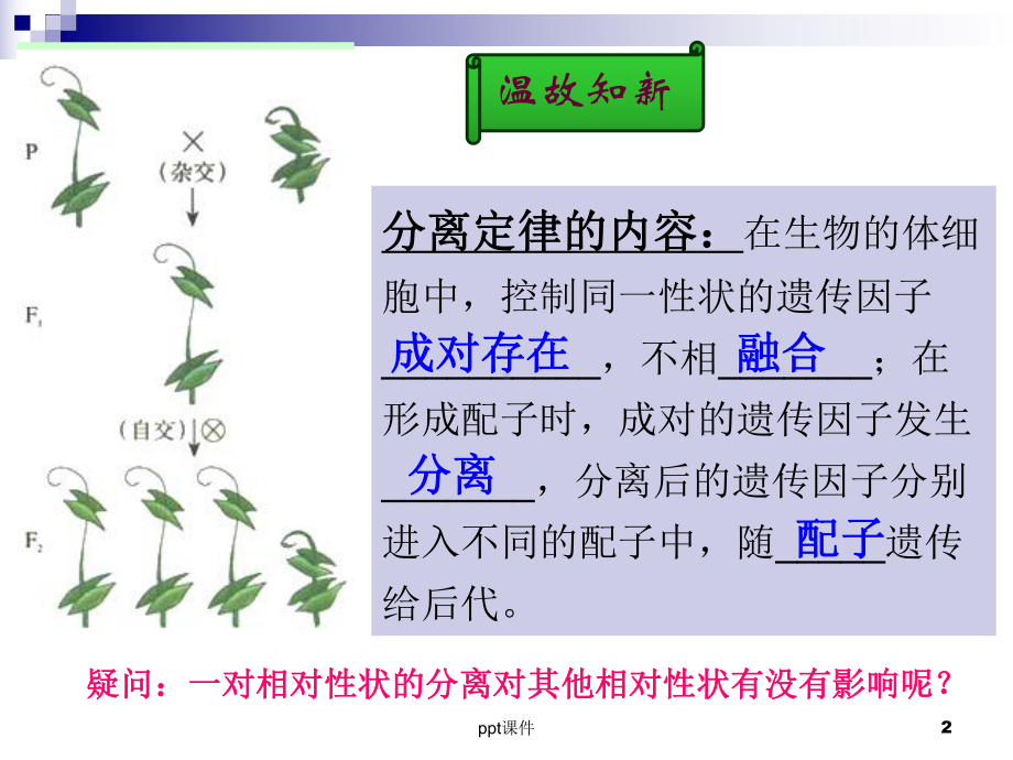 孟德尔的豌豆杂交实验二-ppt课件.ppt_第2页