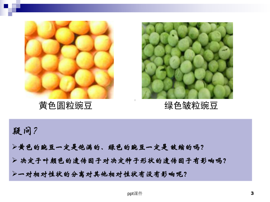 孟德尔的豌豆杂交实验二-ppt课件.ppt_第3页