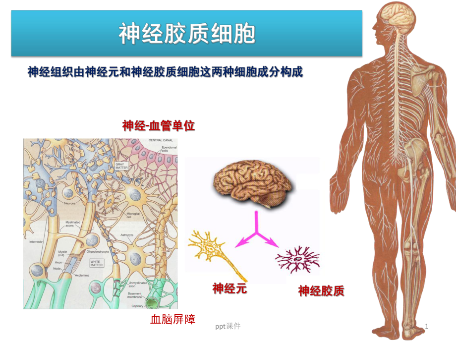 胶质细胞-ppt课件.ppt_第1页