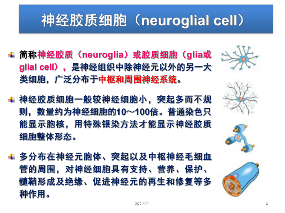 胶质细胞-ppt课件.ppt_第2页