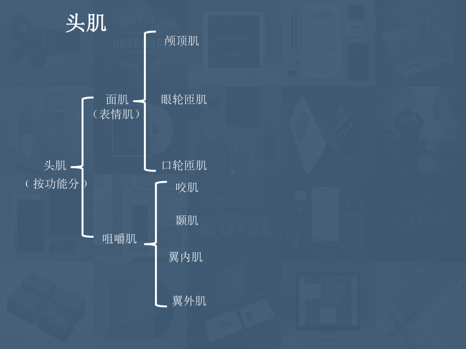 头颈-躯干肌-四肢肌-ppt课件.ppt_第2页