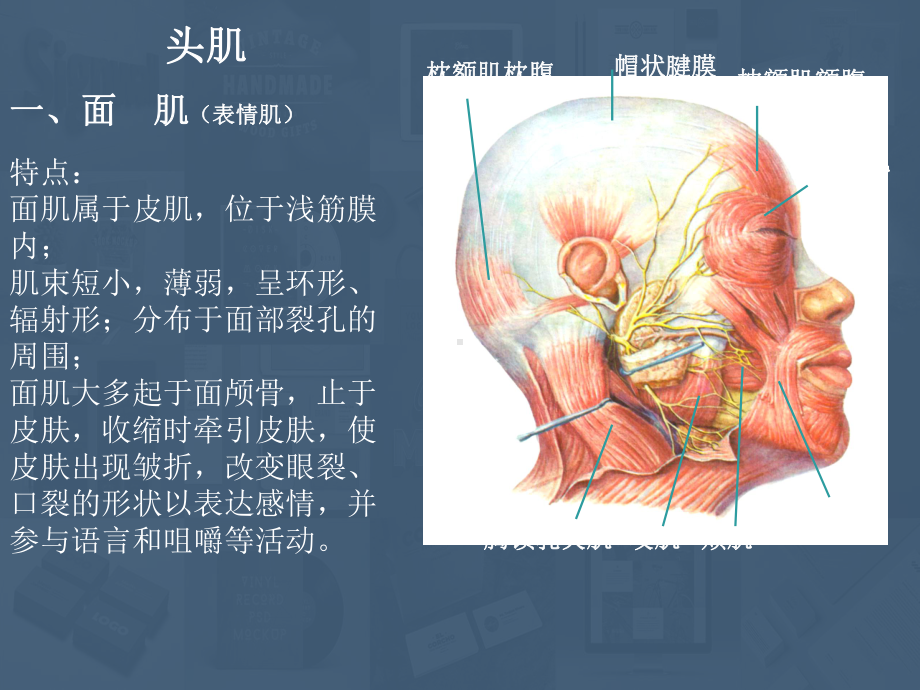 头颈-躯干肌-四肢肌-ppt课件.ppt_第3页