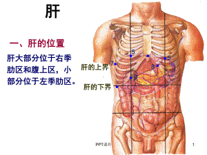 肝胆系统解剖-ppt课件.ppt