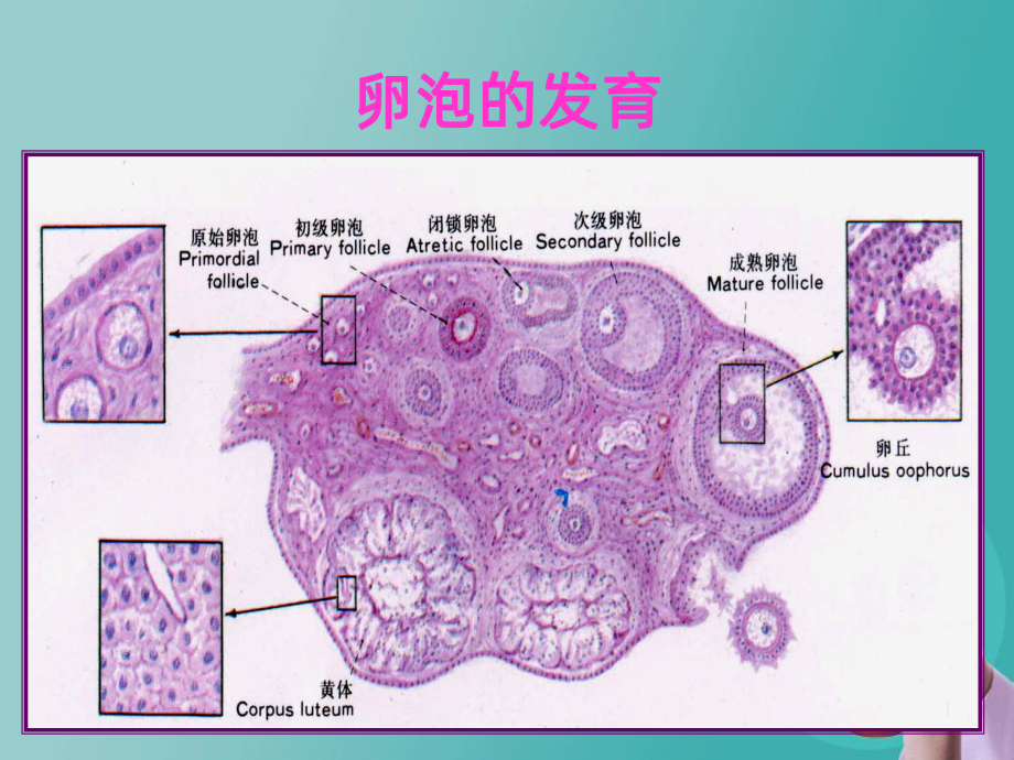 卵泡的发育-PPT课件.ppt_第1页