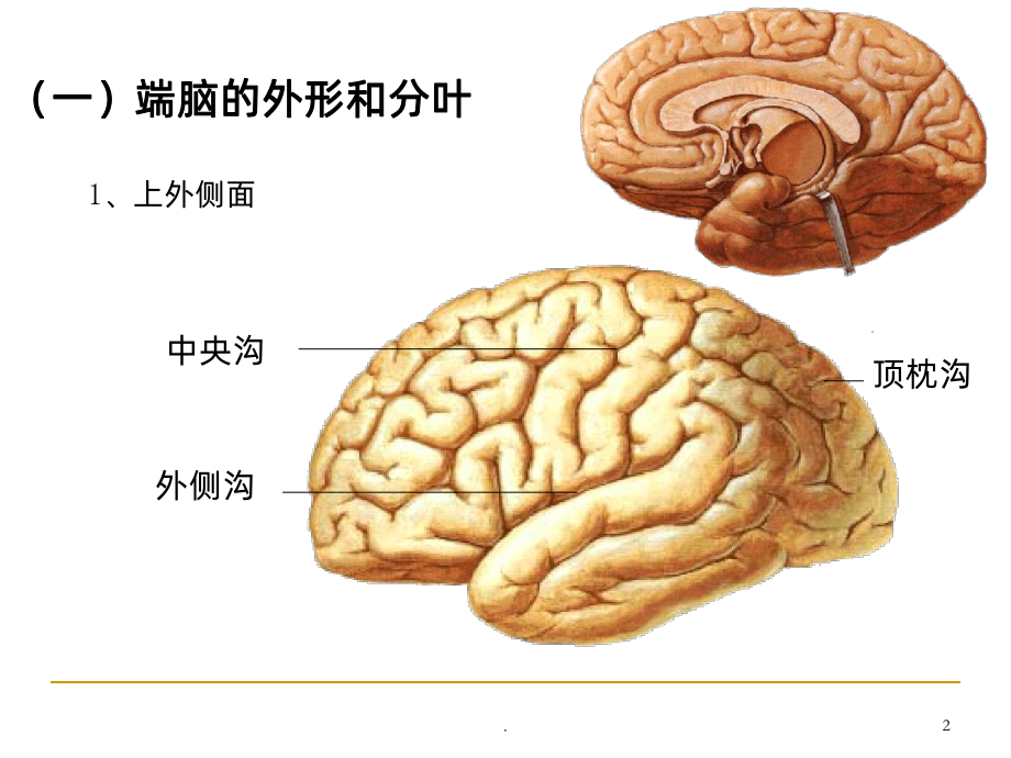 大脑PPT课件.ppt_第2页