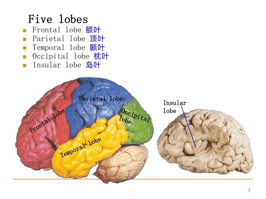 大脑PPT课件.ppt_第3页