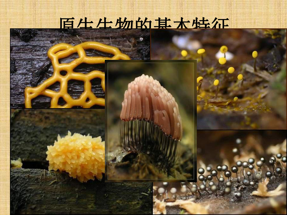 北京版生物八下《原生生物界》ppt课件.ppt_第2页