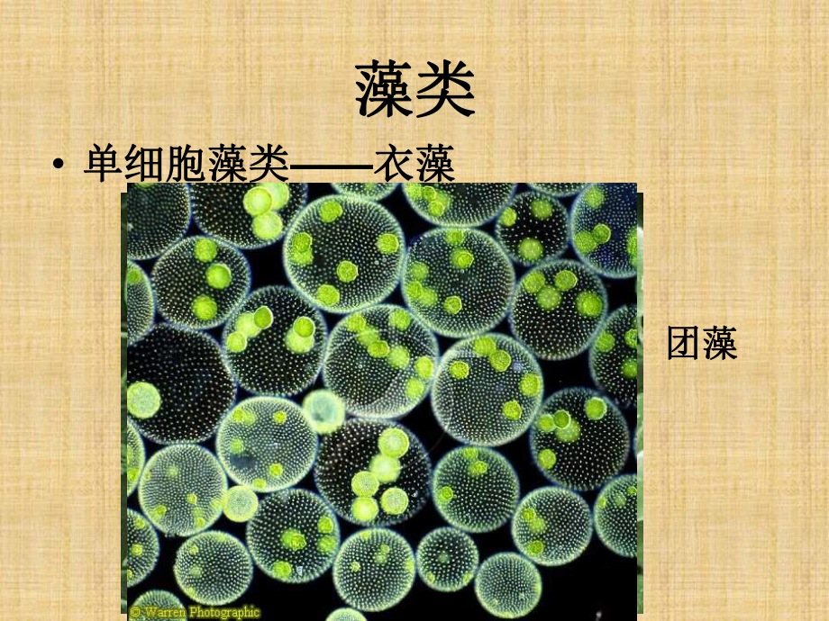 北京版生物八下《原生生物界》ppt课件.ppt_第3页