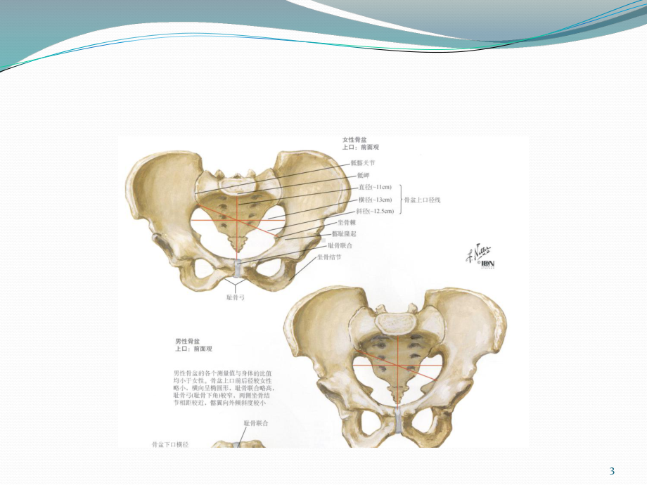 骨盆PPT课件.ppt_第3页