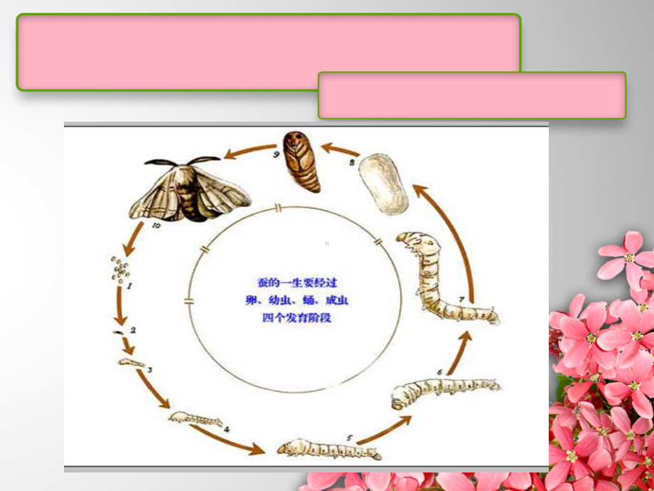 小学科学实验的1ppt课件ppt课件.ppt_第2页