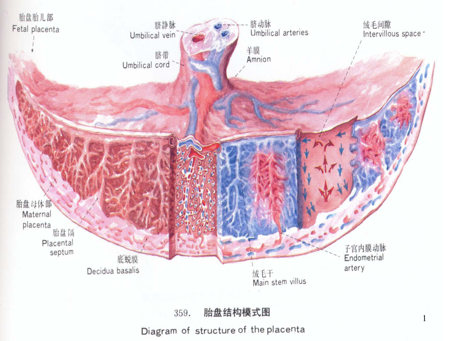 产前出血PPT课件.ppt_第1页