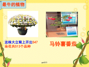 植物的营养繁殖-ppt课件.ppt