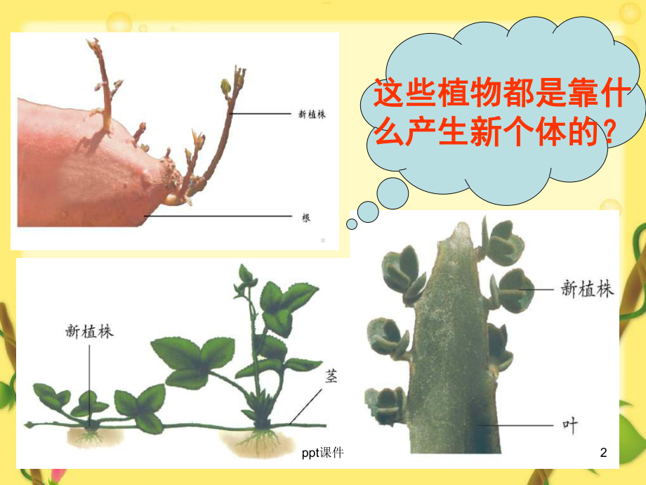 植物的营养繁殖-ppt课件.ppt_第2页