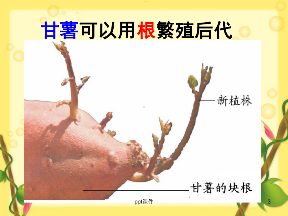 植物的营养繁殖-ppt课件.ppt_第3页