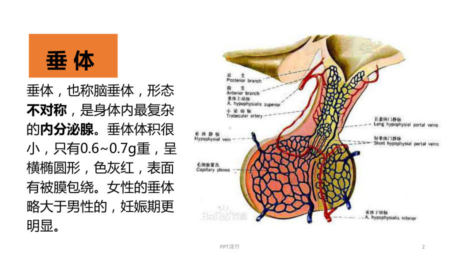 垂-体-腺-瘤-ppt课件.ppt_第2页