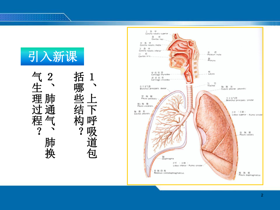 咳嗽与咳痰ppt课件.ppt_第2页