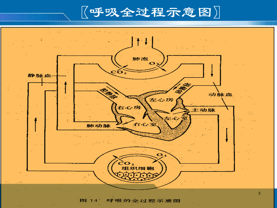 咳嗽与咳痰ppt课件.ppt_第3页