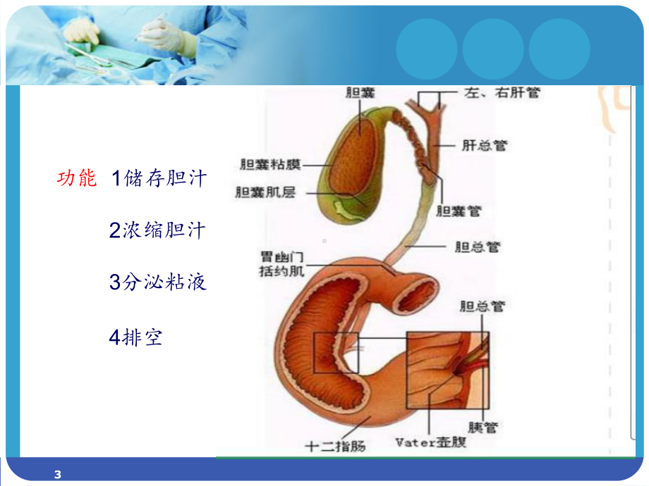 腹腔镜下保胆取石术PPT课件.ppt_第3页