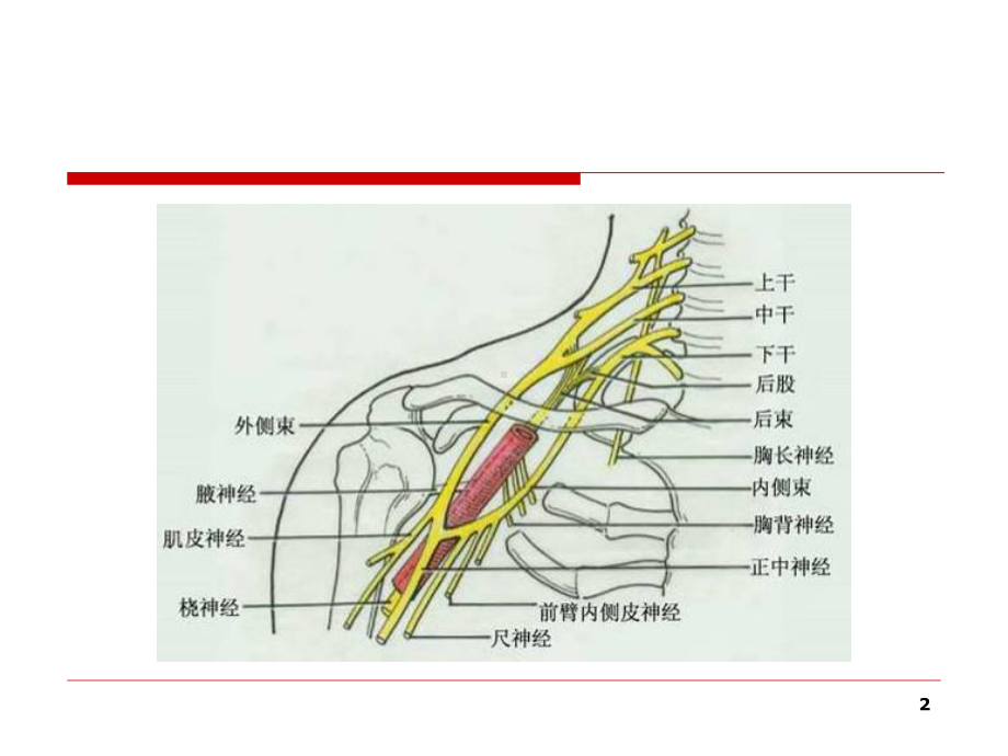 臂丛神经-PPT课件.ppt_第2页