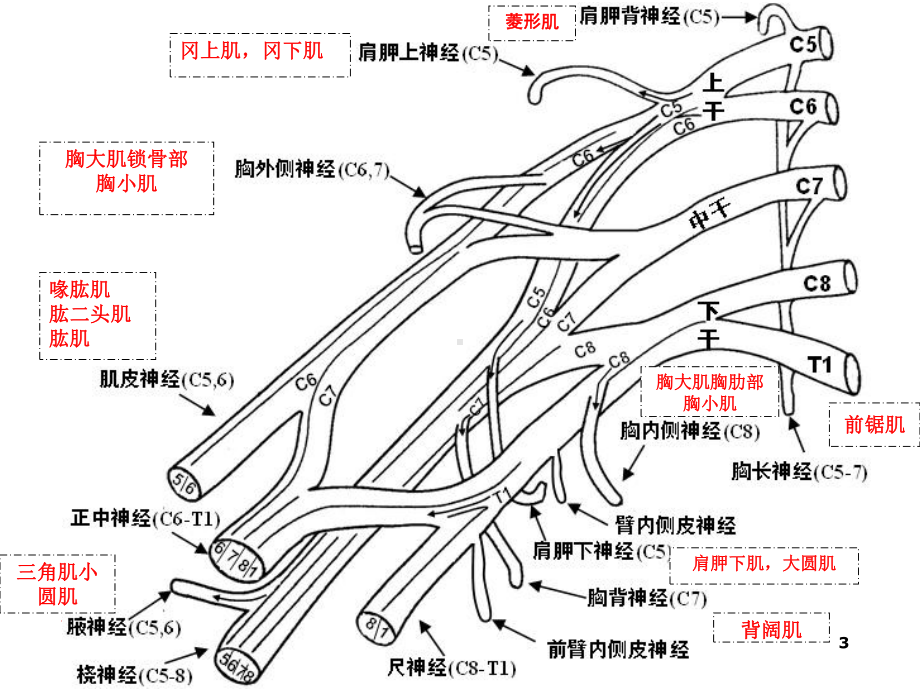 臂丛神经-PPT课件.ppt_第3页