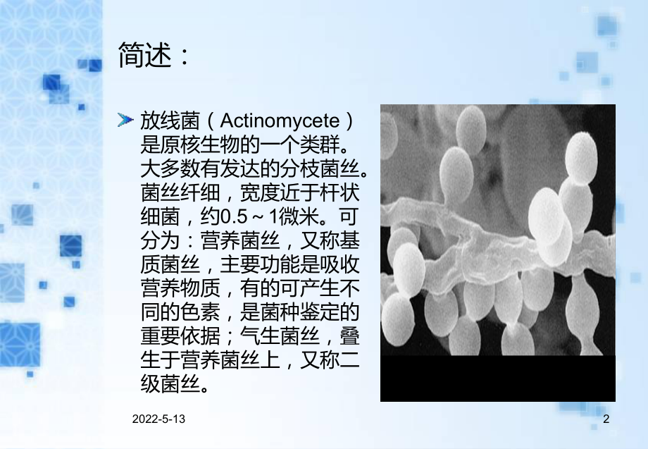 放线菌PPT课件.ppt_第2页