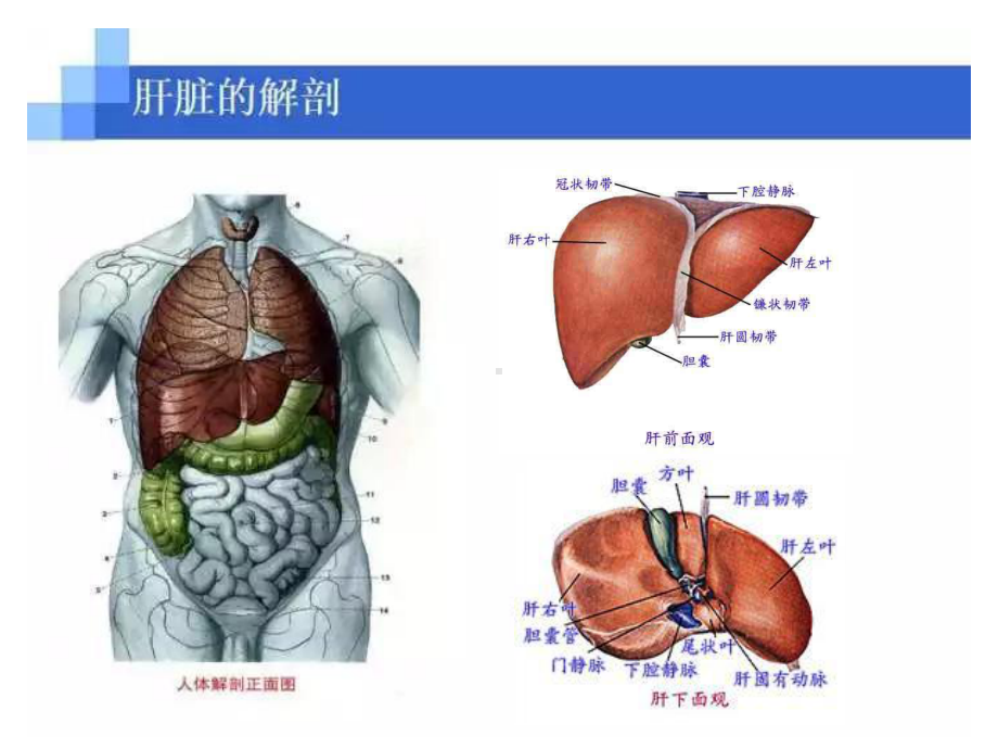 常见保肝药分类PPT课件.pptx_第2页