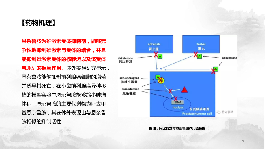 恩杂鲁胺PPT课件.ppt_第3页