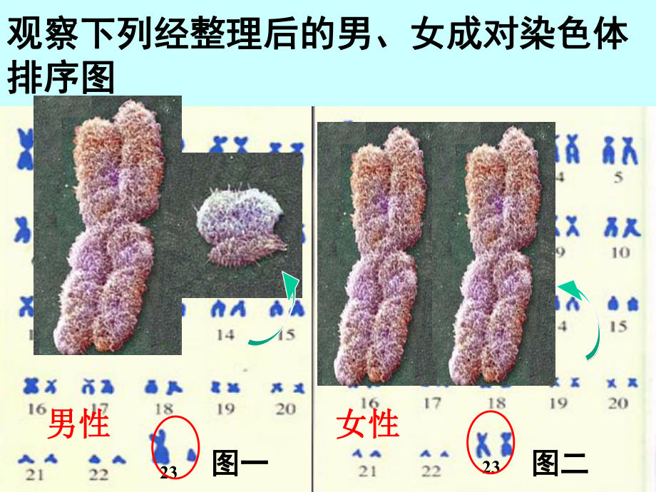 四节人的性别遗传PPT课件.ppt_第3页