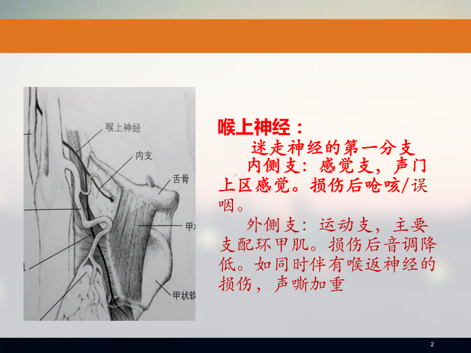 喉上神经解剖及意义PPT课件.ppt_第2页