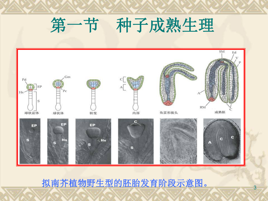 植物生理学植物的成熟和衰老生理ppt课件.ppt_第3页