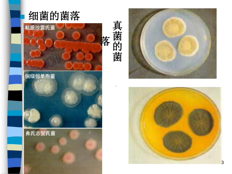 发酵食品原理ppt课件.ppt_第3页