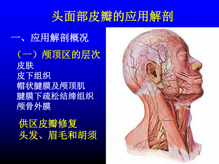 头颈部皮瓣和肌瓣PPT课件.ppt_第2页