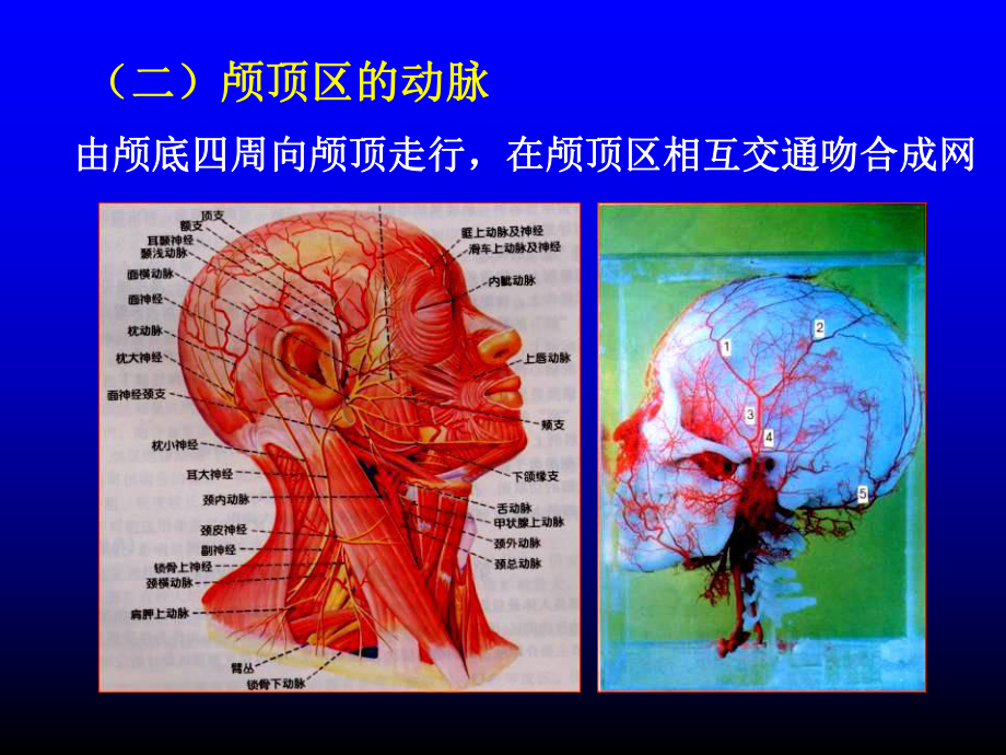 头颈部皮瓣和肌瓣PPT课件.ppt_第3页