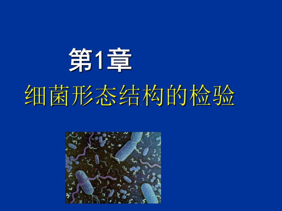 细菌的形态与结构-ppt课件.ppt_第1页