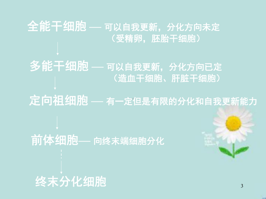 造血干细胞PPT课件.ppt_第3页