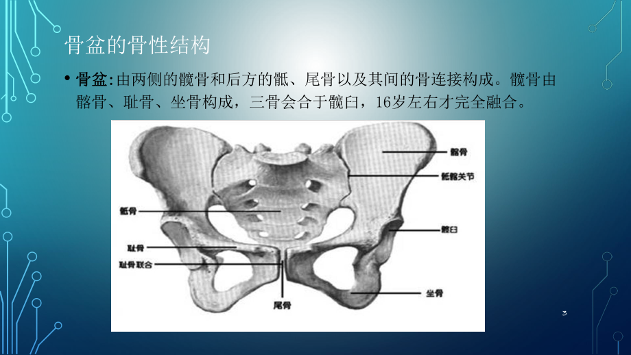 骨盆解剖PPT课件.ppt_第3页