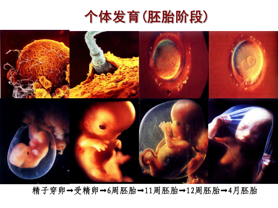 儿童生长发育与健康评估PPT课件.ppt_第3页