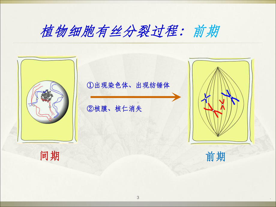 减数分裂完整ppt课件.ppt_第3页