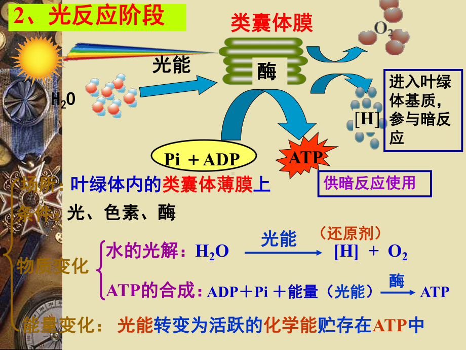 《能量之源-光与光合作用》PPT课件.ppt_第3页